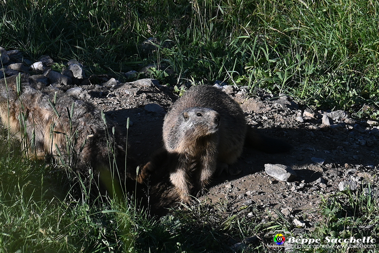 VBS_1 -  Plateau du Mont-Cenise, Grand Croix, Marmotte_-_0047 mt.jpg